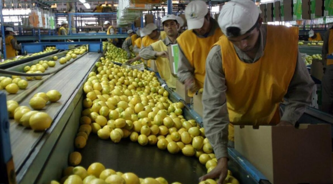 “La superficie citrícola del NOA presenta una etapa de cambios en su extensión”