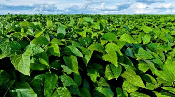 ¿Cómo será 2026?: El agro dejó atrás un año “pasado por agua”, con un 20% más de lluvias en la Zona Núcleo