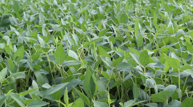 Una carboxamida y un “co-factor”: combinación estratégica en soja para transformar sanidad en rendimiento