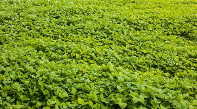 Bioestimulación y mitigación del estrés: una alianza para fortalecer los cultivos en Argentina