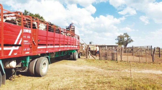 Traslados récord y señales de cambio: un balance ganadero 2025 en base a los movimientos de hacienda