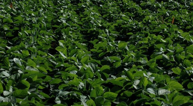 La soja avanza en la campaña 2025/26 con un plus: se confirma la muy buena calidad de la semilla