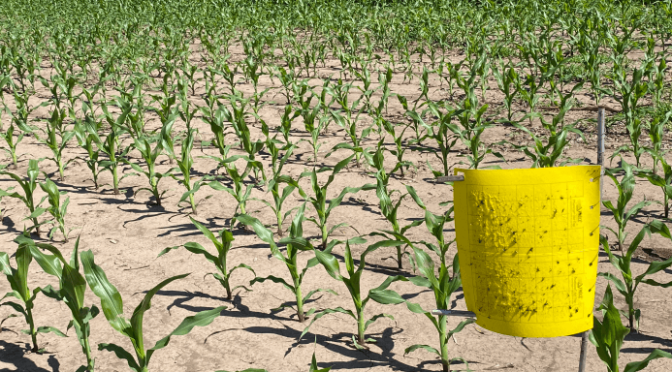 Chicharrita del maíz: sin alertas en la zona central, hay una luz amarilla en regiones endémicas