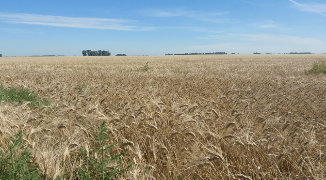 La cebada también hace su aporte: cerró la cosecha con una producción histórica