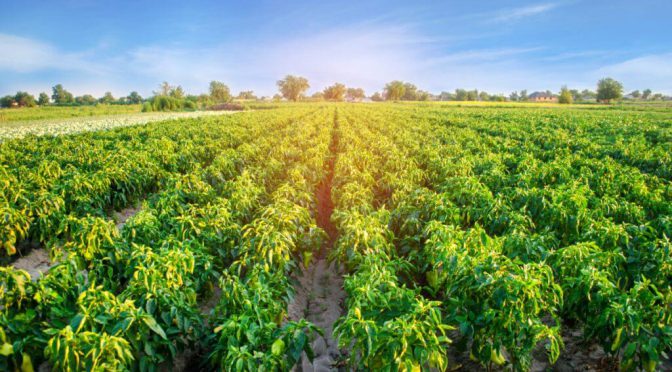 Modelos computacionales, un camino para acelerar y fortalecer el desarrollo de biológicos en el agro