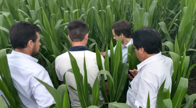 “Vivir mejor”: en la empresa de alimentos más grande del país, el trigo y el maíz certifican agricultura sustentable