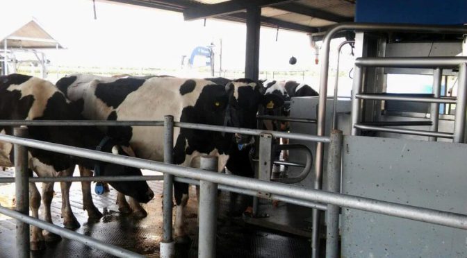 Compartir para crecer: los tamberos “robóticos” se unen para sacarle más jugo al ordeñe