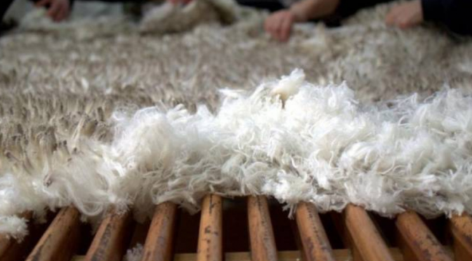 “Un avance importante”: la Sociedad Rural respaldó la medida que amplía las exportaciones de lana