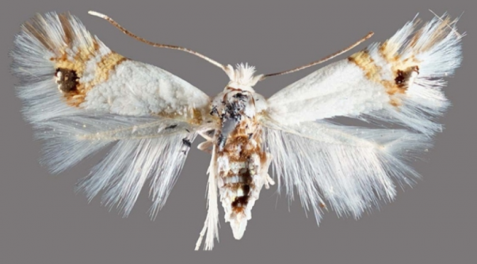 Río Negro en alerta por el avance de la polilla del álamo, en pleno inicio de la cosecha frutícola