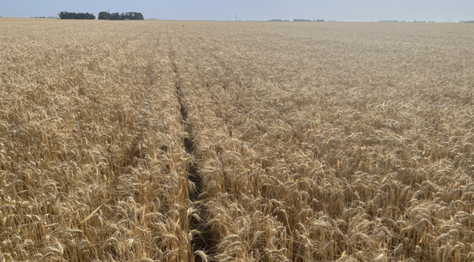 Para el Gobierno, la cosecha de trigo creció 50% y el nuevo récord es de 27,8 millones de toneladas