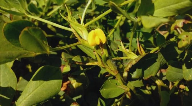 El más “dulce” del mundo: el sello distintivo del maní cordobés, que se potencia con la fertilización