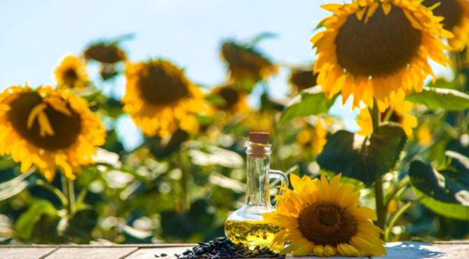 Otro éxito del girasol: fue la cadena agroindustrial de mayor crecimiento exportador en 2025