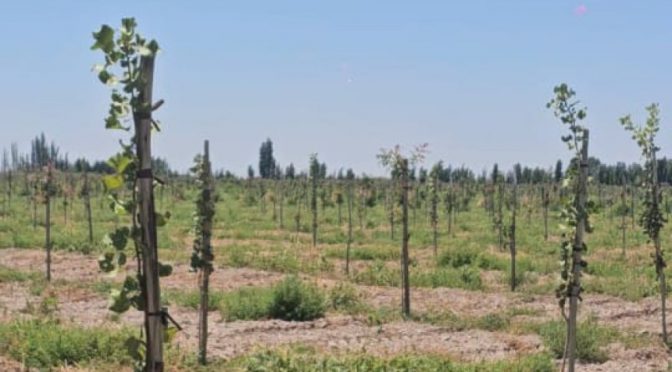 El “boom” del pistacho: buscan inversores para un nuevo proyecto productivo en San Juan