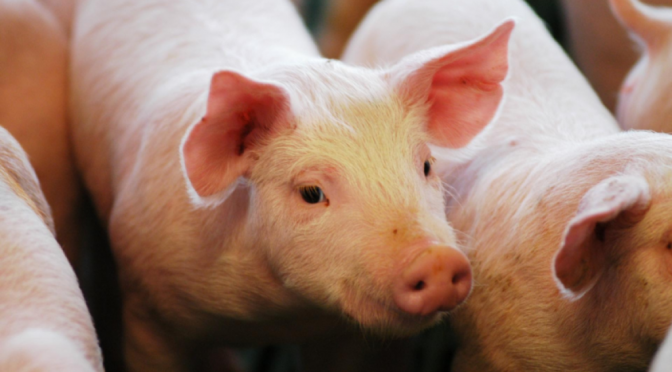 El cerdo engorda sus estadísticas: el Gobierno celebró el récord de faena y consumo logrado en 2025