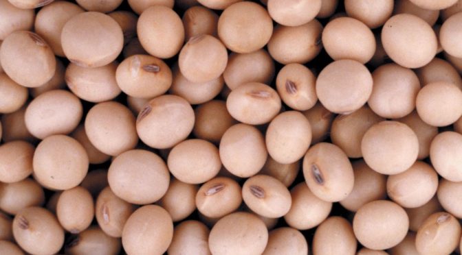 La primera soja, desde el norte: un lote de Formosa inauguró la cosecha 2025/26