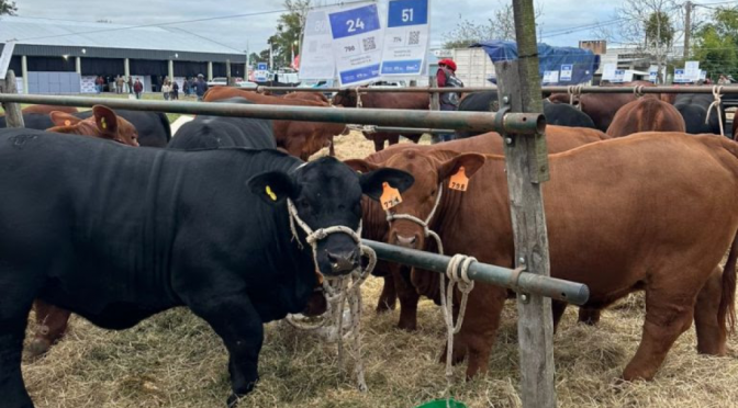 El “cambio cultural” que fortalece a la ganadería: “Quedó atrás la idea de que la carne debe tener un precio político”