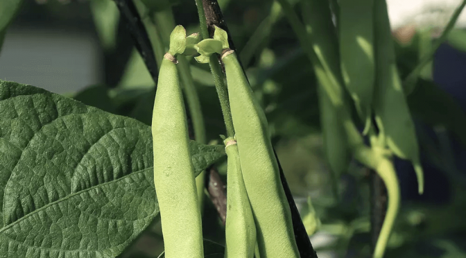 Algas y bacterias: el poroto toma color con innovadoras tecnologías biológicas