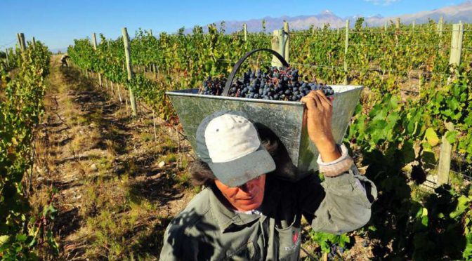 Protesta en Mendoza: productores regalarán uvas, otras frutas y verduras en reclamo por los bajos precios