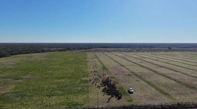 A la sombra de los algarrobos, un modelo innovador de ganadería regenerativa crece en Santa Fe