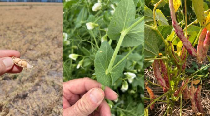 Día de las Legumbres: tres casos productivos de otro sector con todo para explotar en Argentina