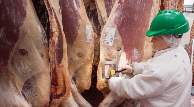 La faena bovina no corta la racha negativa: arrancó 2026 con una nueva caída