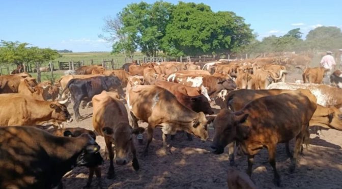 En pureza y cruzamientos: el Bovino Criollo pisa fuerte para potenciar la calidad de los rodeos