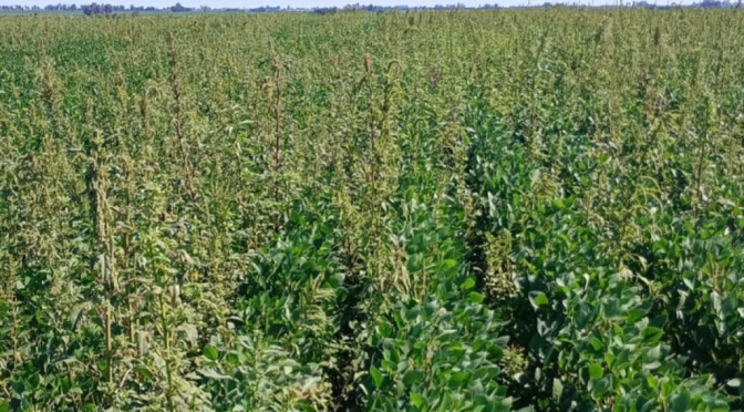 Otra alerta roja por malezas: el yuyo colorado sumó una nueva resistencia, ahora a un herbicida PPO