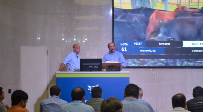 El ternero sube con fuerza y pone más presión a los precios ganaderos: superó los U$S 4 por kilo