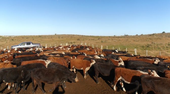 La luz amarilla de la sequía también llega a la carne: un dolor de cabeza en medio del “boom” ganadero