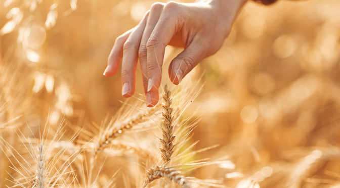 La cadena del trigo ya no quiere debatir siempre los mismos temas y acordó un plan de “decisiones concretas”