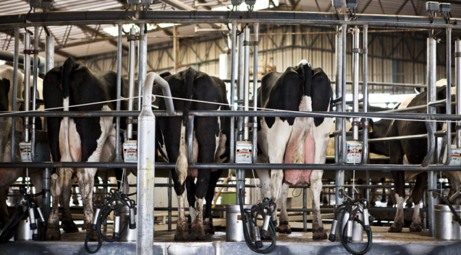 La producción de leche no afloja: inició 2026 con más crecimiento y al borde de batir un récord