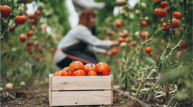 Las frutas y hortalizas, ante un momento bisagra: “La estabilidad puede convertirse en un activo relevante”
