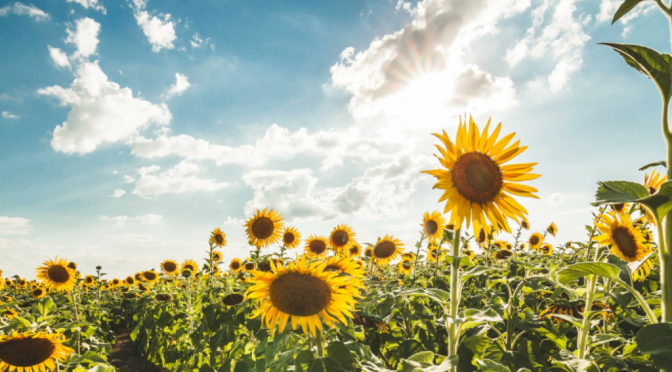 El Gobierno confirma que la cosecha de girasol quedará en la historia: tras 27 años, batirá el récord