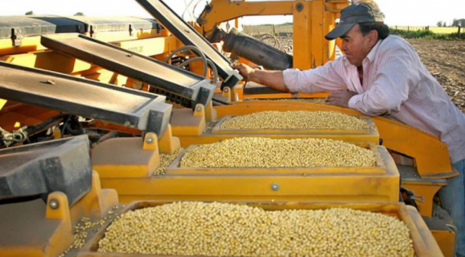 Los semilleros se plantan con UPOV 91: “Si no adherimos, seguimos apostando al atraso”