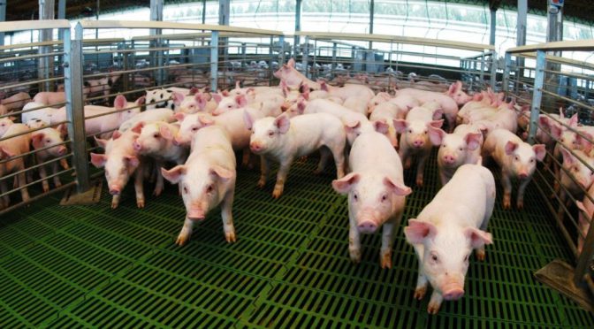El cerdo se alimenta de financiamiento: casi $ 14.000 millones otorgados en créditos a valor capón
