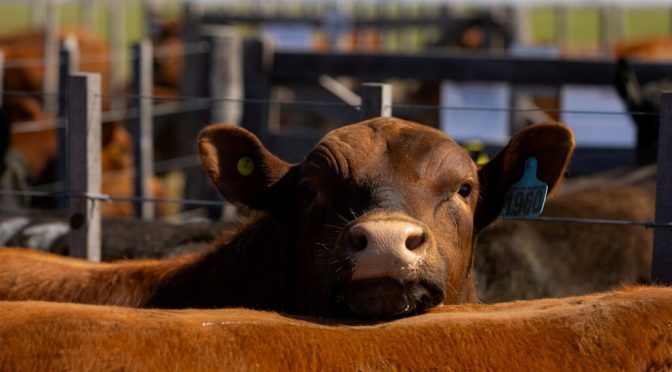 Otro récord del “boom” ganadero: los feedlots explotan de hacienda y trabajan a máxima capacidad