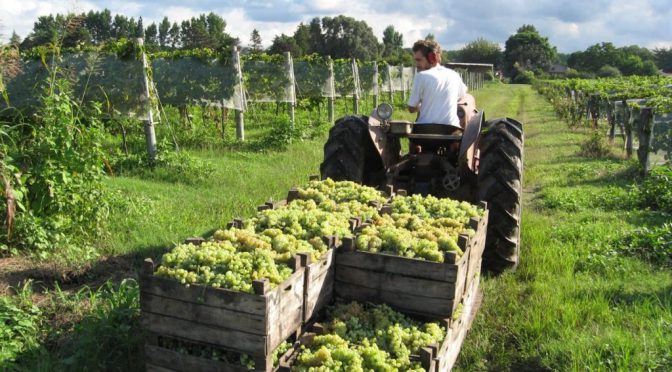 La vendimia no está de fiesta: se tensó el conflicto salarial y convocan a un paro el viernes