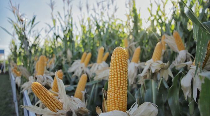 Novedades en maíz y girasol: en Expoagro, la genética se fortalecerá con integración