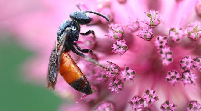 La biodiversidad como insumo: un estudio global reveló una nueva clave para cuidar los polinizadores