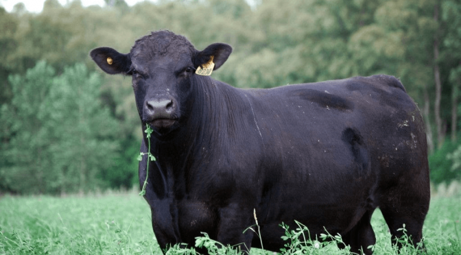 El Gobierno amplió la línea de créditos a valor novillo: también se podrá usar para recría y engorde