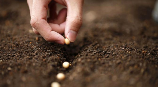 “El modelo funciona”: los semilleros defienden Sembrá Evolución por su peso en soja y le ponen fichas al trigo