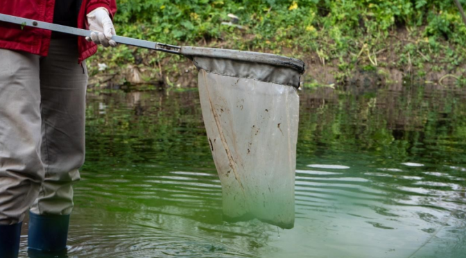 Informe oficial: descartan que la muerte de peces en el río Carcarañá haya sido por fitosanitarios