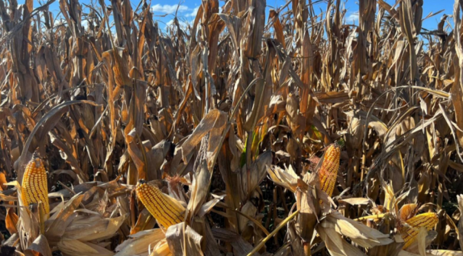 Otro récord: para el Gobierno, la cosecha de maíz crecerá 24% y será la mayor de la historia
