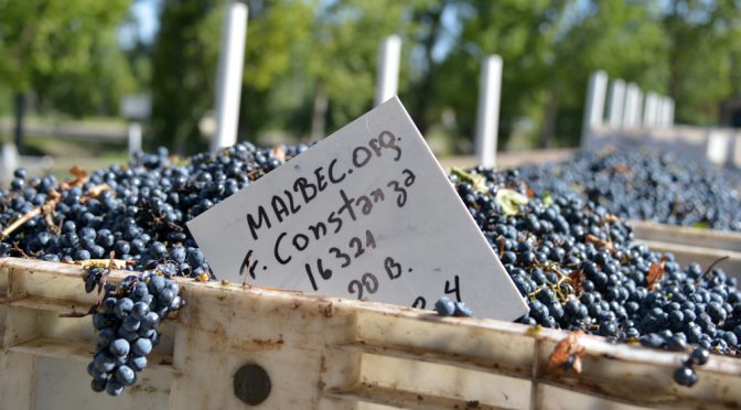 “El vino sin alcohol es una alternativa, pero es difícil que prenda: es como bailar con la hermana”