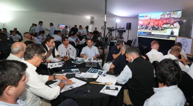 La zafra de terneros, otra muestra del momento histórico de la ganadería: récord de cabezas vendidas