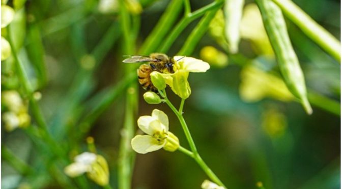Carbono neutro: la colza y la carinata calculan su huella para multiplicar la sustentabilidad