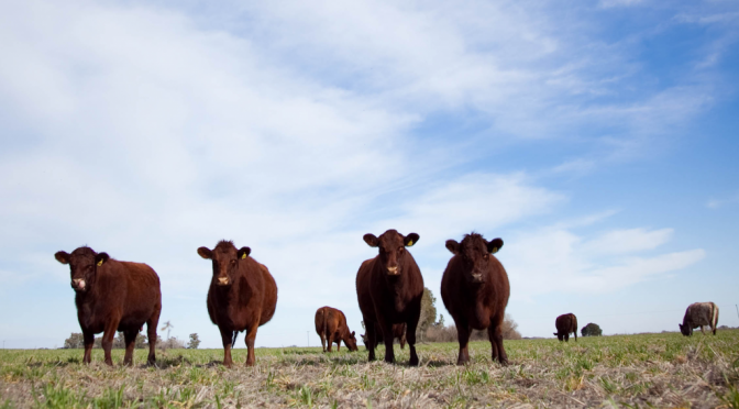 Falta carne: el stock bovino perdió otras 700.000 cabezas en 2025 y es el más bajo desde 2011
