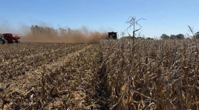 Un cisne negro para el maíz: reapareció el carbón de la panoja y “hace polvo” los rindes