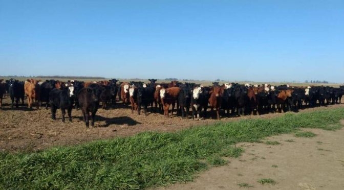 Retención y recría: los números del primer trimestre confirman el cambio de estrategia ganadera