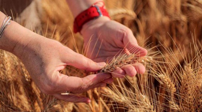El control de malezas también es a futuro: “Hay que trabajar sobre el banco de semillas a través de la acción residual”